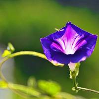 牵牛花头像图片大全