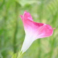 牵牛花头像图片大全