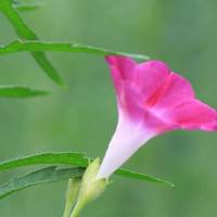 牵牛花头像图片大全