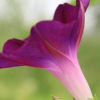牵牛花头像图片大全