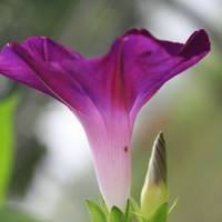 牵牛花头像图片大全
