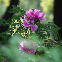 牡丹花头像图片大全