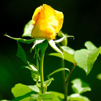 月季花头像图片大全