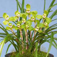 兰花头像图片大全