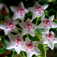 兰花头像图片大全