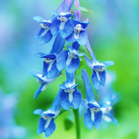 兰花头像图片大全