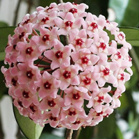 兰花头像图片大全