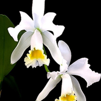 兰花头像图片大全