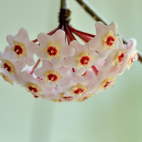 兰花头像图片大全