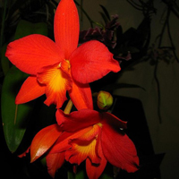 兰花头像图片大全