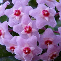 兰花头像图片大全