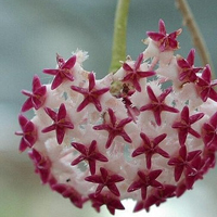 兰花头像图片大全