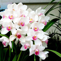 兰花头像图片大全