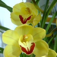 兰花头像图片大全