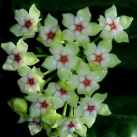 兰花头像图片大全