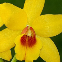 兰花头像图片大全