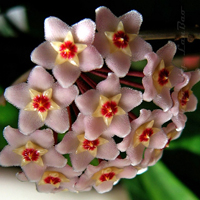 兰花头像图片大全