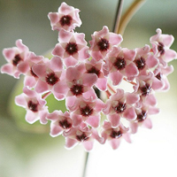 兰花头像图片大全