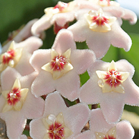 兰花头像图片大全