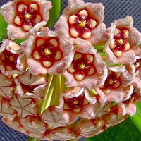 兰花头像图片大全