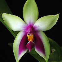 兰花头像图片大全