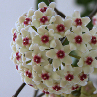 兰花头像图片大全