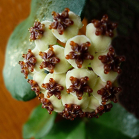 兰花头像图片大全