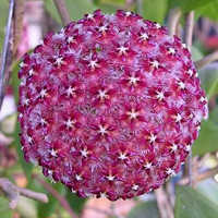 兰花头像图片大全