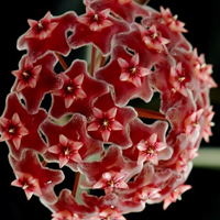 兰花头像图片大全