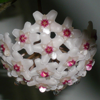 兰花头像图片大全