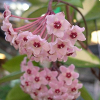 兰花头像图片大全