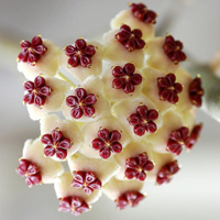 兰花头像图片大全