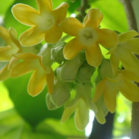 兰花头像图片大全