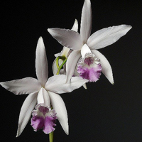 兰花头像图片大全