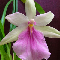 兰花头像图片大全