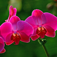 兰花头像图片大全