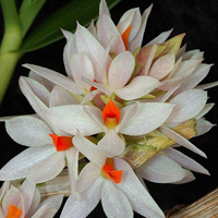 兰花头像图片大全