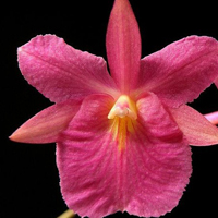 兰花头像图片大全