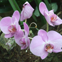 兰花头像图片大全