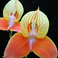 兰花头像图片大全