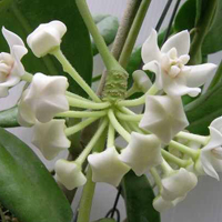 兰花头像图片大全