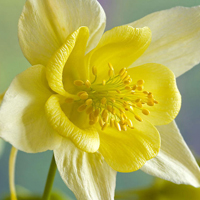 兰花头像图片大全