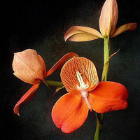 兰花头像图片大全