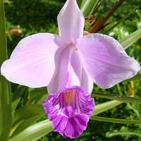 兰花头像图片大全