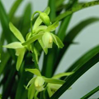 兰花头像图片大全