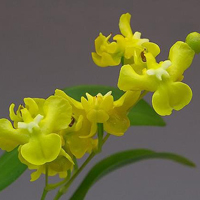 兰花头像图片大全