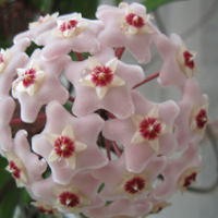 兰花头像图片大全