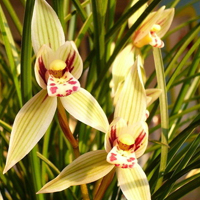 兰花头像图片大全