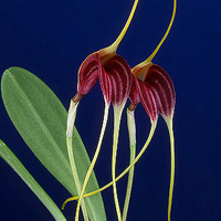 兰花头像图片大全