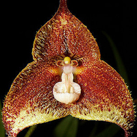 兰花头像图片大全